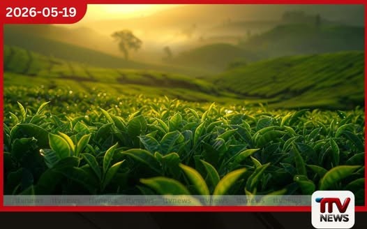 කුඩා තේ වතු හිමියන්ට රුපියල් මිලියන 2,500ක අතිරේක පොහොර සහනාධාරයක්