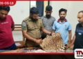 කෝටිපති ව්‍යාපාරිකයාගේ නිවසින්  දිවියකුගේ සමක් සහ ගිනි අවි සමඟ  සැකකරුවන් දෙදෙනෙක්  අත්අඩංගුවට