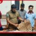 කෝටිපති ව්යාපාරිකයාගේ නිවසින් දිවියකුගේ සමක් සහ ගිනි අවි සමඟ සැකකරුවන් දෙදෙනෙක් අත්අඩංගුවට
