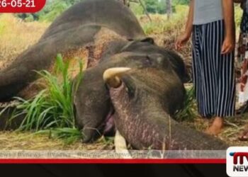 ගතවූ මාස කිහිපයට  සද්ධන්තයින් 128ක් දිවි අත්හරියි  වනඅලි මරණ ගැන  වනජීවී දෙපාර්තමේන්තුවෙන්  කණගාටුදායක වාර්තාවක්