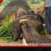 ගතවූ මාස කිහිපයට සද්ධන්තයින් 128ක් දිවි අත්හරියි වනඅලි මරණ ගැන වනජීවී දෙපාර්තමේන්තුවෙන් කණගාටුදායක වාර්තාවක්