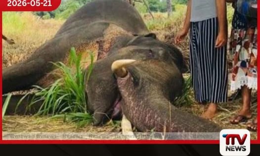 ගතවූ මාස කිහිපයට සද්ධන්තයින් 128ක් දිවි අත්හරියි වනඅලි මරණ ගැන වනජීවී දෙපාර්තමේන්තුවෙන් කණගාටුදායක වාර්තාවක්