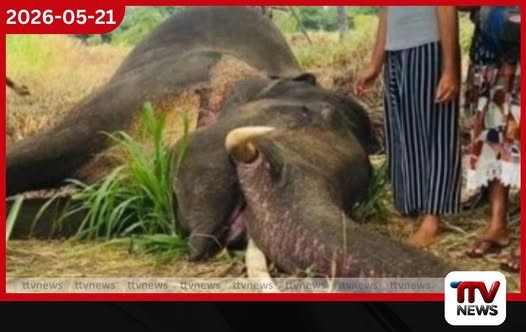 අනවසර වගාකිරීම් හේතුවෙන් ගතවූ මාස කිහිපයට සද්ධන්තයින් 128ක් දිවි අත්හරියි