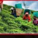 මැදපෙරදිග යුද්ධයෙන් සිලෝන් ටී ව්යාපාරයට මරු පහරක් තේ අපනයන ආදායම 17%කින් දරුණු ලෙස කඩා වැටෙයි