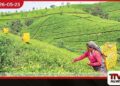 2026 වසරේ මුල් මාස හතරේදීත්  ශ්‍රී ලංකාවේ තේ අපනයන  පරිමාව පහළට