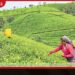 2026 වසරේ මුල් මාස හතරේදීත්  ශ්‍රී ලංකාවේ තේ අපනයන  පරිමාව පහළට