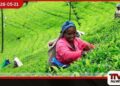 තේ කර්මාන්තය ඩිජිටල්කරණය කරමින් තේ සම්පත් ඩිජිටල් මධ්යස්ථානයක් හන්තානයේදී විවෘත කෙරේ