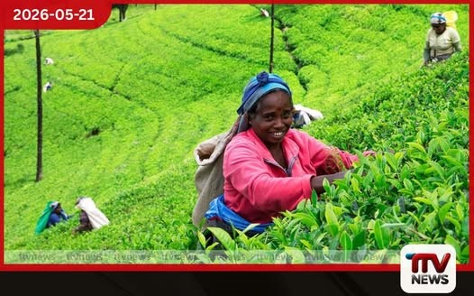 තේ කර්මාන්තය ඩිජිටල්කරණය කරමින් තේ සම්පත් ඩිජිටල් මධ්යස්ථානයක් හන්තානයේදී විවෘත කෙරේ