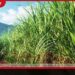 දේශීය සීනි නිෂ්පාදනය ඉහළ දැමීමට බ්රසීලයෙන් මෙරටට දැවැන්ත තාක්ෂණික සහායක්