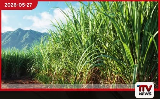 දේශීය සීනි නිෂ්පාදනය ඉහළ දැමීමට බ්රසීලයෙන් මෙරටට දැවැන්ත තාක්ෂණික සහායක්