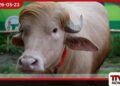 ඩොනල්ඩ් ට්‍රම්ප් නමින් මී හරකෙක් බංග්ලාදේශයෙන් මතු වෙයි කිලෝ 1,000ක සතා බලන්න සෙනඟ පොරකති