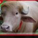 ඩොනල්ඩ් ට්රම්ප් නමින් මී හරකෙක් බංග්ලාදේශයෙන් මතු වෙයි කිලෝ 1,000ක සතා බලන්න සෙනඟ පොරකති