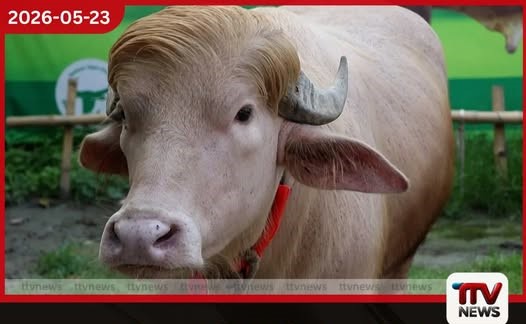 ඩොනල්ඩ් ට්රම්ප් නමින් මී හරකෙක් බංග්ලාදේශයෙන් මතු වෙයි කිලෝ 1,000ක සතා බලන්න සෙනඟ පොරකති