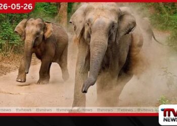 කරමැටිය අවට ගම්මානවලට වල් අලි තර්ජනය