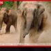කරමැටිය අවට ගම්මානවලට වල් අලි තර්ජනය