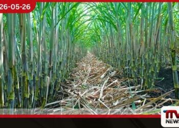 සීනිවලට වැයවන 90%ක විදේශ විනිමය රට තුළ ඉතිරි කිරීමට දැවැන්ත පියවරක් ලංකාවේ උක් වගාව නැංවීමට බ්‍රසීලයේ සහාය