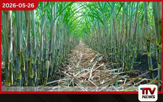 සීනිවලට වැයවන 90%ක විදේශ විනිමය රට තුළ ඉතිරි කිරීමට දැවැන්ත පියවරක් ලංකාවේ උක් වගාව නැංවීමට බ්රසීලයේ සහාය