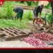 පරිභෝජනයට නුසුදුසු ලූනු කානු වතුරින් සෝදා විකිණූ මීගමුවේ පුද්ගලයකුට අධිකරණයෙන් වරෙන්තු