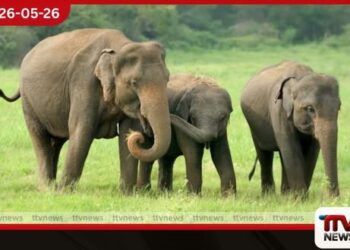ආපදාව මදිවාට වන අලි රංචුවක් ගම් වදියි උඩදුම්බර ගම්මාන 5ක  නිවාස සහ කුඹුරු වනසා දමයි!