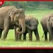 ආපදාව මදිවාට වන අලි රංචුවක් ගම් වදියි උඩදුම්බර ගම්මාන 5ක නිවාස සහ කුඹුරු වනසා දමයි!