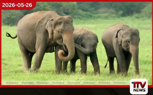 ආපදාව මදිවාට වන අලි රංචුවක් ගම් වදියි උඩදුම්බර ගම්මාන 5ක නිවාස සහ කුඹුරු වනසා දමයි!