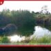 තුවාලයේ වේදනාව නිවා ගැනීමට වගා ළිඳට බැස සිටි වන අලියෙකු ළිඳේම මිය යයි