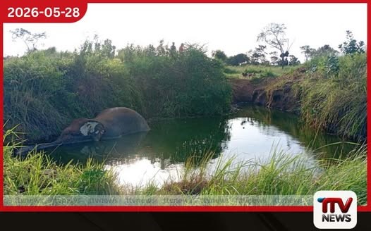 තුවාලයේ වේදනාව නිවා ගැනීමට වගා ළිඳට බැස සිටි වන අලියෙකු ළිඳේම මිය යයි