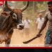 මහනුවර වෙසක් සතියේ සිදුවීමට ගිය මහා ගව ඝාතනයක් වහාම නතර කරන්න ශ්රී විෂ්ණු දේවාලයේ බස්නායක නිලමේගෙන් පුරපතිට ලිඛිත ඉල්ලීමක්