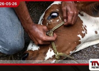 වෙසක් සතියේ මාවිල්මඩ ගව ඝාතනය වහා නතර කරනු මහනුවර හිටපු පුරපතිගෙන් වත්මන් පුරපතිට හදිසි ලිපියක්