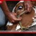 වෙසක් සතියේ මාවිල්මඩ ගව ඝාතනය වහා නතර කරනු මහනුවර හිටපු පුරපතිගෙන් වත්මන් පුරපතිට හදිසි ලිපියක්