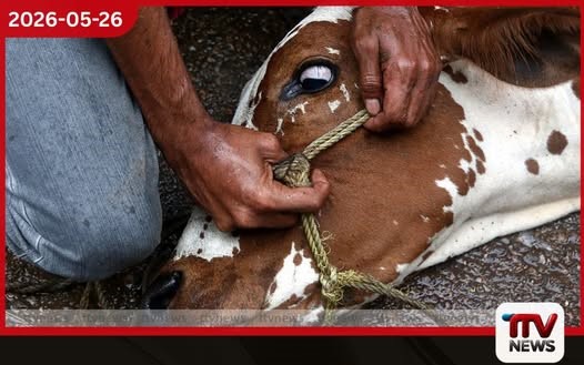 වෙසක් සතියේ මාවිල්මඩ ගව ඝාතනය වහා නතර කරනු මහනුවර හිටපු පුරපතිගෙන් වත්මන් පුරපතිට හදිසි ලිපියක්