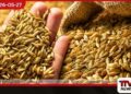 දේශීය වී නිෂ්පාදනය වාර්තාගත ලෙස ඉහළට