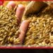 දේශීය වී නිෂ්පාදනය වාර්තාගත ලෙස ඉහළට