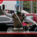 වෙසක් උත්සවය වෙනුවෙන් කොළඹ නගරයට විශේෂ රථවාහන සැලැස්මක්