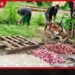 කුණු ලූනු අපවිත්ර ජලයෙන් සෝදා විකුණූ මීගමුවේ පුද්ගලයාට විවෘත වරෙන්තු වහාම අත්අඩංගුවට ගන්නා ලෙස නියෝග