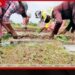 ලොකු ලූණු බීජ නිෂ්පාදන ගම්මානය නාච්චාදූවේදී සාර්ථකව ඇරඹෙයි