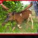 වෙසක් පොහෝ දින බලපත්ර රහිතව හා හිංසාකාරී ලෙස ගවයකු ප්රවාහනය කළ තිදෙනෙක් අත්අඩංගුවට