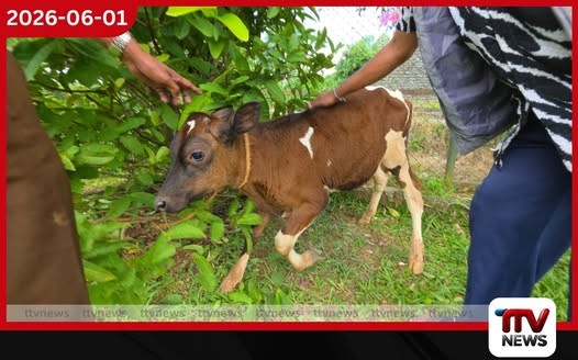වෙසක් පොහෝ දින බලපත්ර රහිතව හා හිංසාකාරී ලෙස ගවයකු ප්රවාහනය කළ තිදෙනෙක් අත්අඩංගුවට