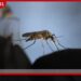 මදුරුවන් බෝවන රෝග පාලනයට ගූගල් ආයතනයෙන් නව වැඩසටහනක්