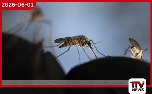 මදුරුවන් බෝවන රෝග පාලනයට ගූගල් ආයතනයෙන් නව වැඩසටහනක්
