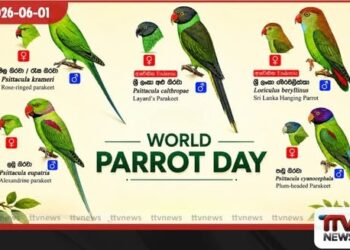 ලෝක ගිරවුන්ගේ දිනය නිමිත්තෙන් ශ්‍රී ලංකාවේ වෙසෙන විස්මිත ගිරවුන් විශේෂ 5 පිළිබඳව හෙළිදරව්වක්!