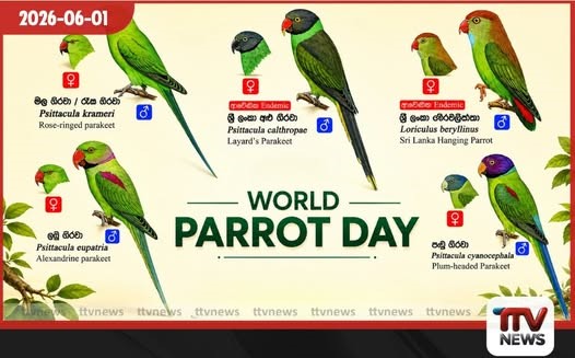 ලෝක ගිරවුන්ගේ දිනය නිමිත්තෙන් ශ්රී ලංකාවේ වෙසෙන විස්මිත ගිරවුන් විශේෂ 5 පිළිබඳව හෙළිදරව්වක්!
