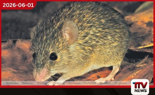 පේරාදෙණි සරසවියෙන් ශ්රී ලංකාවට ආවේණික නව මී විශේෂයක් සොයාගනී