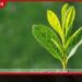 ජගත් පරිසර දිනය අද දේශගුණ විපර්යාස අවම කිරීම වෙනුවෙන් ජාතික උත්සවයක් අරලියගහ මන්දිරයේදී