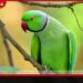 කුරුල්ලන් අතර ස්වයං වින්දනය ස්වභාවික සහ බහුලව සිදුවන්නක් බව නව අධ්යයනයකින් හෙළිවේ
