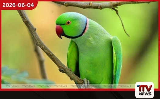 කුරුල්ලන් අතර ස්වයං වින්දනය ස්වභාවික සහ බහුලව සිදුවන්නක් බව නව අධ්යයනයකින් හෙළිවේ