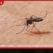 එක්සත් ජනපදය තුළ ආසාදිත මදුරුවන් මිලියන 32ක් මුදාහැරීමට ගූගල් සමාගමෙන් විශේෂ සැළසුමක්!