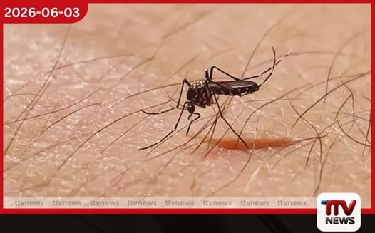 එක්සත් ජනපදය තුළ ආසාදිත මදුරුවන් මිලියන 32ක් මුදාහැරීමට ගූගල් සමාගමෙන් විශේෂ සැළසුමක්!