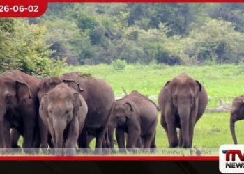 හම්බන්තොට සහ මොනරාගල දිස්ත්‍රික්කවල  වන අලි සංක්‍රමණ මාර්ග  සුරක්ෂිත කිරීමට  කැබිනට් අනුමැතිය