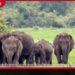 හම්බන්තොට සහ මොනරාගල දිස්ත්රික්කවල වන අලි සංක්රමණ මාර්ග සුරක්ෂිත කිරීමට කැබිනට් අනුමැතිය